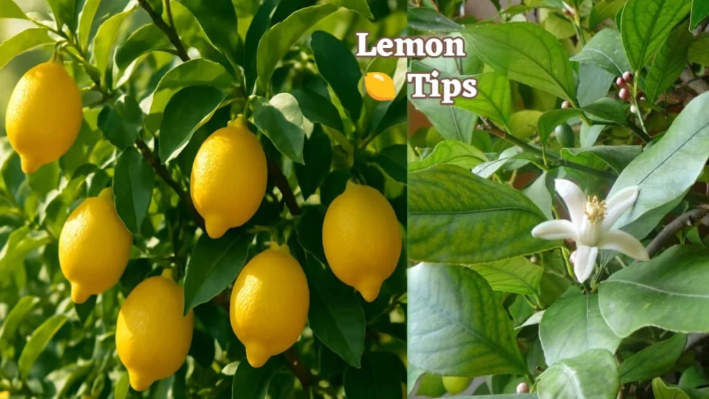 नींबू के पेड़ पर लगे पीले फल और सफेद फूल – बेहतर उपज के लिए ऑर्गेनिक Lemon Growing Tip