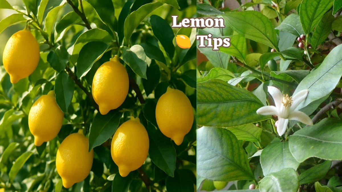 नींबू के पेड़ पर लगे पीले फल और सफेद फूल – बेहतर उपज के लिए ऑर्गेनिक Lemon Growing Tip