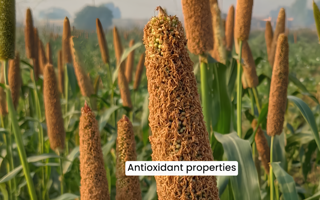 10 Benefits of Millets को दर्शाने वाली मिलेट्स की फसल – बाजरा के पौधे के क्लोज़अप में एंटीऑक्सीडेंट गुणों से भरपूर बालियाँ
