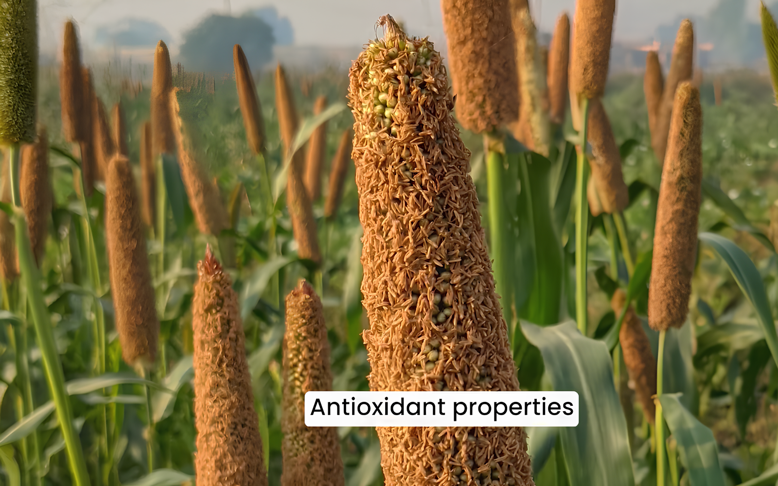 10 Benefits of Millets को दर्शाने वाली मिलेट्स की फसल – बाजरा के पौधे के क्लोज़अप में एंटीऑक्सीडेंट गुणों से भरपूर बालियाँ