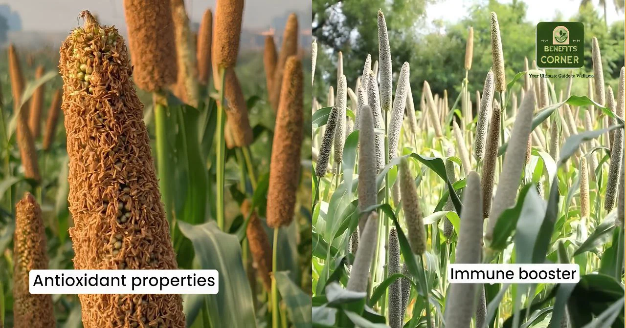 Millets in Hindi – बाजरा के खेत में मिलेट्स की दो किस्में, जिनमें एक में एंटीऑक्सीडेंट गुण और दूसरी में इम्यून बूस्टर फायदें हैं