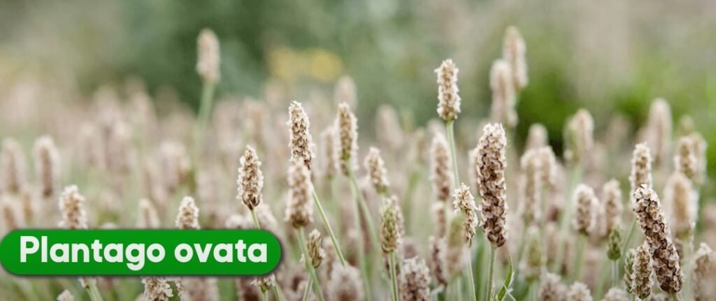 Plantago ovata рдХреЗ рдлреВрд▓реЛрдВ рд╡рд╛рд▓рд╛ рдЦреЗрдд тАУ рдпрд╣реА рдкреМрдзрд╛ рд╣реИ рдЬрд┐рд╕рд╕реЗ Isabgol ki Bhusi рдкреНрд░рд╛рдкреНрдд рд╣реЛрддреА рд╣реИ, рдЬреЛ рдкрд╛рдЪрди рдФрд░ рдЖрдВрддреЛрдВ рдХреА рд╕реЗрд╣рдд рдХреЗ рд▓рд┐рдП рдЙрдкрдпреЛрдЧреА рдорд╛рдиреА рдЬрд╛рддреА рд╣реИред