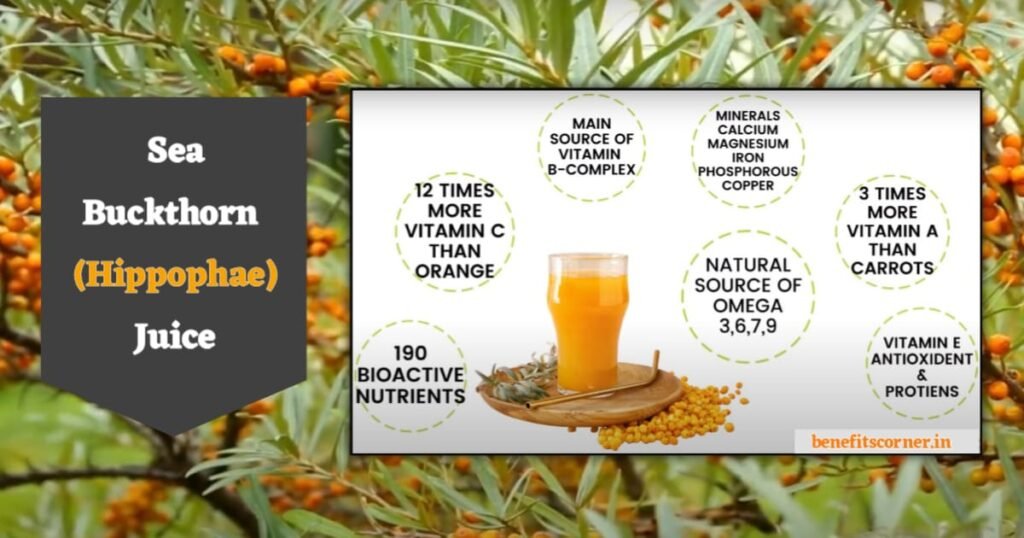 Sea Buckthorn Juice के पोषक तत्व – Vitamin C, Omega 3-6-7-9, Bioactive Nutrients और एंटीऑक्सीडेंट से भरपूर नेचुरल जूस