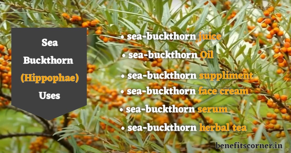Sea Buckthorn Uses – जूस, तेल, सप्लीमेंट, फेस क्रीम, सीरम और हर्बल टी जैसे प्राकृतिक विकल्पों के साथ Sea Buckthorn के प्रमुख उपयोग